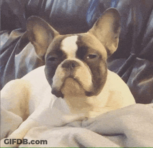 A French Bulldog Laying On A Couch With His Eyes Closed GIF