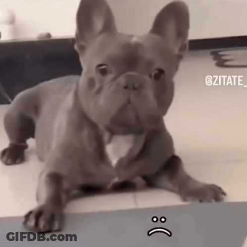 A French Bulldog Laying On A Table With A Sad Face On It GIF