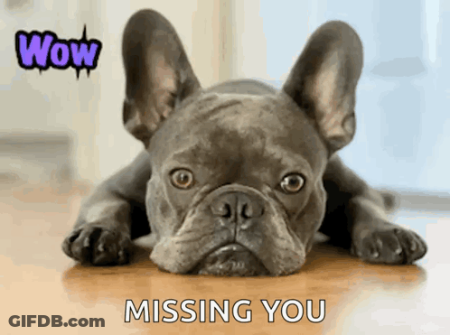 A French Bulldog Laying On A Wooden Floor With The Words Wow Missing You Behind It GIF