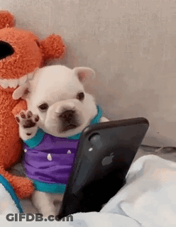 A French Bulldog Puppy Is Looking At A Cell Phone While Wearing A Purple Shirt . GIF