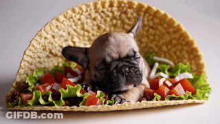 A French Bulldog Puppy Is Sleeping On A Taco With Lettuce Tomatoes And Cheese GIF