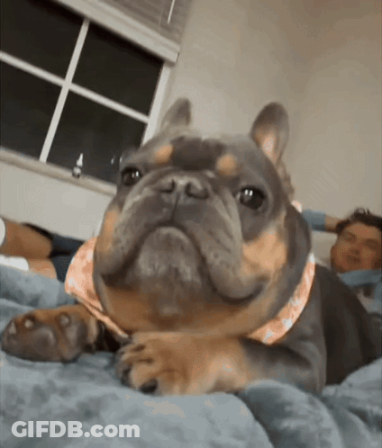 A French Bulldog Wearing A Pink Scarf Is Laying On A Bed Looking At The Camera GIF