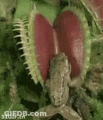 A Frog Is Being Eaten By A Carnivorous Plant With 51Gif.cn Written On The Bottom GIF