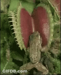 A Frog Is Being Eaten By A Carnivorous Plant With A Heart Shaped Flower GIF