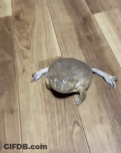 A Frog Is Crawling On A Wooden Floor And Looking At The Camera GIF