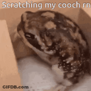 A Frog Is Sitting In A Cardboard Box With The Words Scratching My Cooch Rn Written Above It . GIF