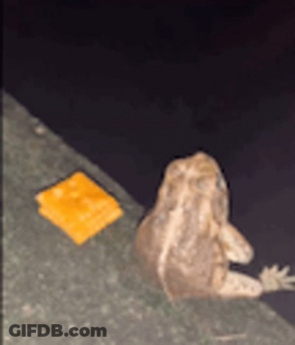 A Frog Is Sitting Next To A Piece Of Cheese On A Concrete Surface . GIF