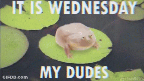 A Frog Is Sitting On A Lily Pad With The Words " It Is Wednesday My Dudes " GIF