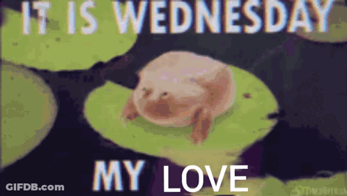 A Frog Is Sitting On A Lily Pad With The Words `` It Is Wednesday My Love '' . GIF