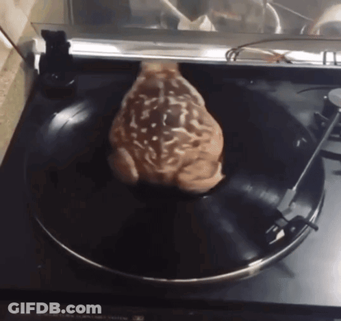 A Frog Is Sitting On A Record On A Turntable GIF