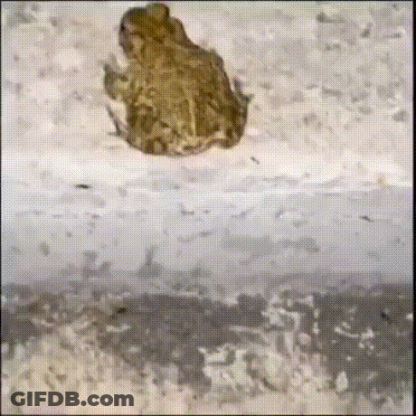A Frog Is Sitting On A Wall And Looking At Something GIF