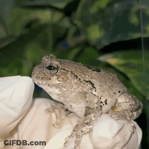 A Frog Is Sitting On A White Flower And Looking At The Camera GIF