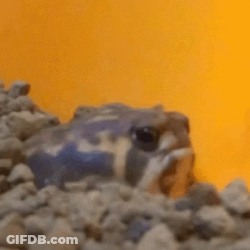 A Frog Is Sitting On Top Of A Pile Of Rocks And Looking At The Camera . GIF