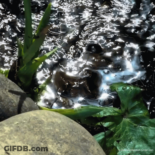 A Frog Is Swimming In A Pond With A Leaf In The Background GIF