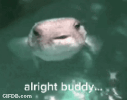 A Frog Is Swimming In The Water With The Words `` Alright Buddy '' Written On The Bottom . GIF