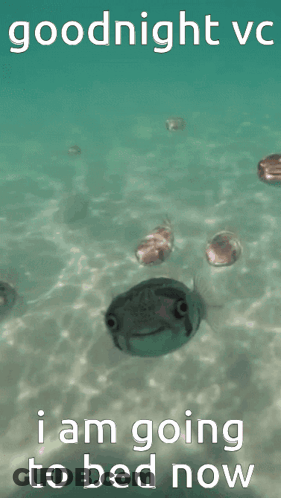 A Frog Is Swimming In The Water With The Words Goodnight Vc I Am Going To Bed Now On The Bottom GIF
