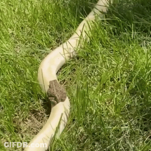 A Frog Sitting On A Hose In The Grass GIF