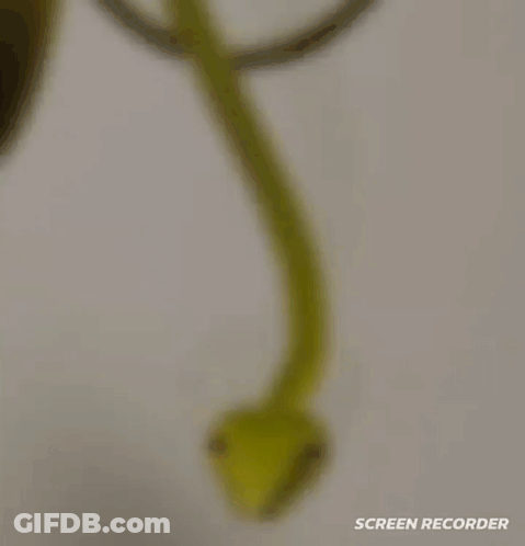 A Frog With The Words I 'M Judging You Written On It GIF