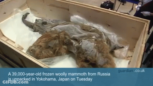 A Frozen Woolly Mammoth From Russia Is Unpacked In Yokohama Japan GIF