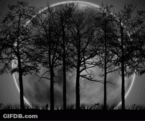A Full Moon Behind A Row Of Trees GIF