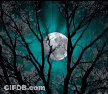 A Full Moon Is Visible Through The Trees In The Dark GIF