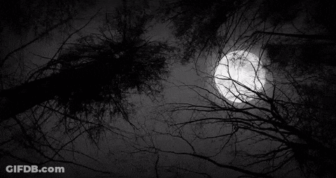 A Full Moon Shines Through The Trees In The Dark GIF