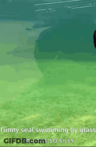 A Funny Seal Is Swimming By Glass In The Water . GIF