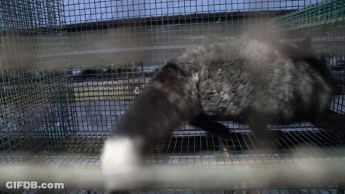 A Furry Animal In A Cage With A White Paw On The Bars GIF