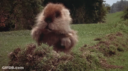 A Furry Rabbit Is Eating Grass From A Pile Of Grass . GIF