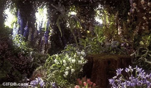 A Garden Filled With Lots Of Flowers And Plants GIF