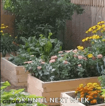 A Garden Filled With Lots Of Plants And Flowers With The Words `` Ok Until Next Week '' Written On The Bottom . GIF