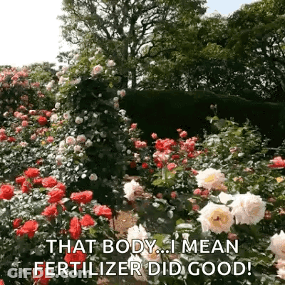 A Garden Filled With Lots Of Red And White Roses With The Words `` That Body ... I Mean Fertilizer Did Good '' . GIF