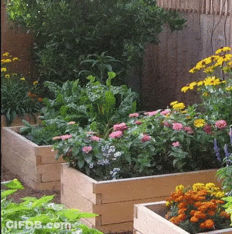 A Garden With Lots Of Flowers And Plants In Wooden Planters GIF