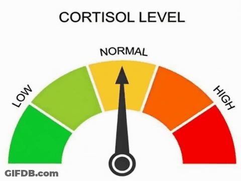 A Gauge Showing The Level Of Cortisol In A Person 'S Body . GIF