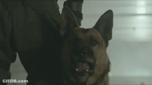 A German Shepherd Dog Is Being Held By A Person In A Dark Room With Its Mouth Open . GIF