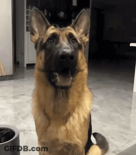 A German Shepherd Dog Is Looking Up At The Camera GIF