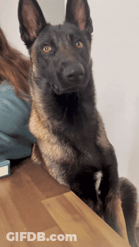 A German Shepherd Dog Laying On A Wooden Table Looking At The Camera GIF