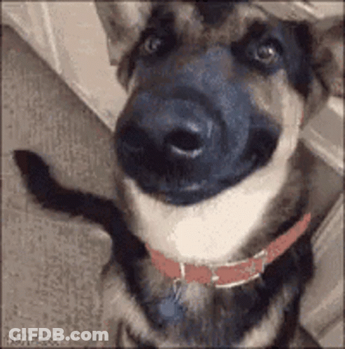 A German Shepherd Dog Wearing A Red Collar Is Smiling At The Camera . GIF