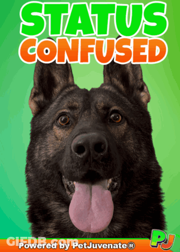 A German Shepherd Is On The Cover Of A Book Titled Status Confused GIF
