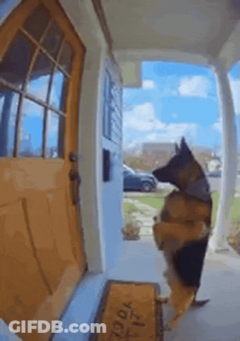 A German Shepherd Is Standing On Its Hind Legs In Front Of A Door With A Welcome Mat GIF