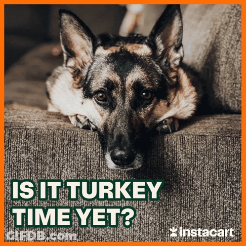 A German Shepherd Laying On A Couch With The Words " Is It Turkey Time Yet " GIF