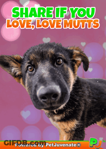 A German Shepherd Puppy Is On A Pink Background With The Words Share If You Love Love Mutts GIF