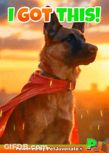 A German Shepherd Wearing A Red Cape With The Words I Got This Behind Him GIF
