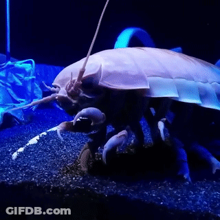 A Giant Worm Is Swimming In A Tank With A Blue Background . GIF