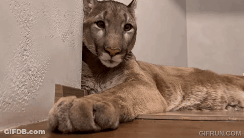 A Gif From Gifrun.com Shows A Cougar Laying On The Floor GIF