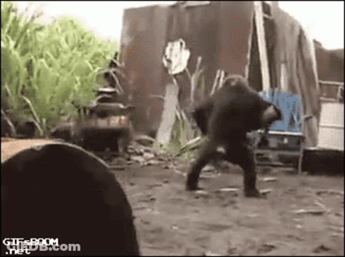 A Gif From Gifsboom.net Shows A Gorilla Standing In The Dirt GIF