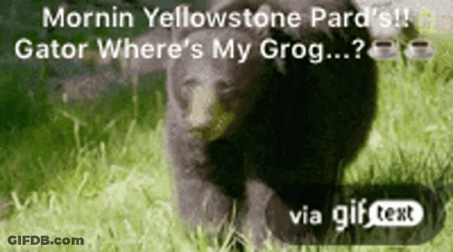 A Gif Of A Black Bear Walking In The Grass GIF