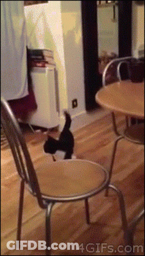 A Gif Of A Cat Sitting On A Chair With The Website 4Gifs.com Visible GIF