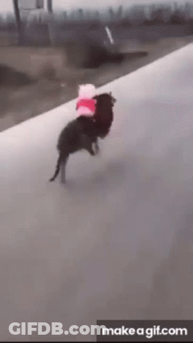 A Gif Of A Dog Carrying A Stuffed Animal On Its Back GIF