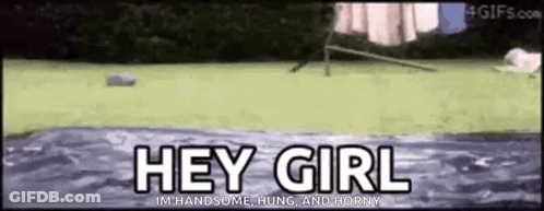 A Gif Of A Dog Jumping Into A Pool With The Words Hey Girl In The Background GIF